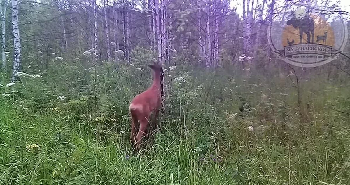 В Чугунаевском своя утренняя рутина