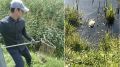 В Тюмени на Южном пруду погибли три утки