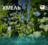 Хмель: от пива до медицины — удивительные факты о многолетней культуре