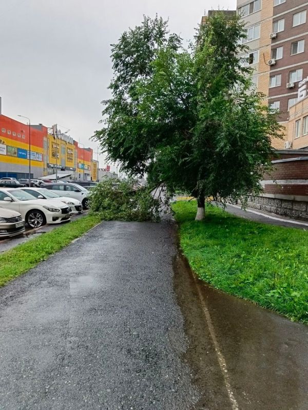 В районе «Острова» стихия обрушилась на деревья В районе «Острова» стихия обрушилась на деревья
