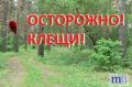 Почти 12 тысяч тюменцев пострадали от клещей