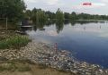 Почему дохнет рыба в Туре: ученый объяснил, что происходит с рекой в Тюмени