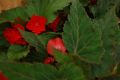 «Тюмень цветущая» - «Зелёные выходные» - 2026