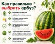 Сладкий август: главные правила выбора арбуза и дыни