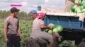 В Упоровском округе уборочная кампания в разгаре