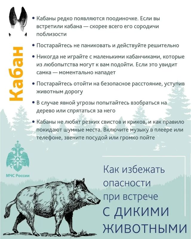 Уважаемые тоболяки! Напоминаем о необходимости соблюдения мер предосторожности и правилах поведения при встрече с дикими животными Уважаемые тоболяки! Напоминаем о необходимости соблюдения мер предосторожности и правилах поведения при встрече с дикими животными