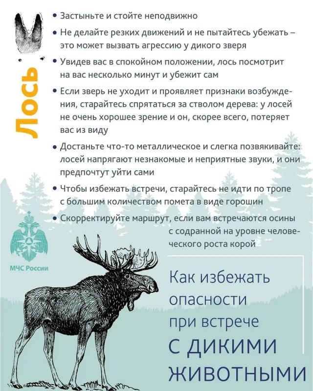 Уважаемые тоболяки! Напоминаем о необходимости соблюдения мер предосторожности и правилах поведения при встрече с дикими животными Уважаемые тоболяки! Напоминаем о необходимости соблюдения мер предосторожности и правилах поведения при встрече с дикими животными
