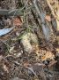 Грибной рай в лесах Тюменской области