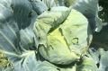 Своевременная уборка урожая белокочанной капусты — залог отличных вкусовых качеств и длительного хранения кочанов
