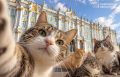 Как тюменские коты оказались в Ленинграде и при чем тут Эрмитаж?