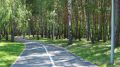 В тюменских городских лесах с 1 сентября можно размещать беседки, навесы и скамейки