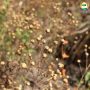 Угадайте сельхозкультуру. Внимательно посмотрите на фото