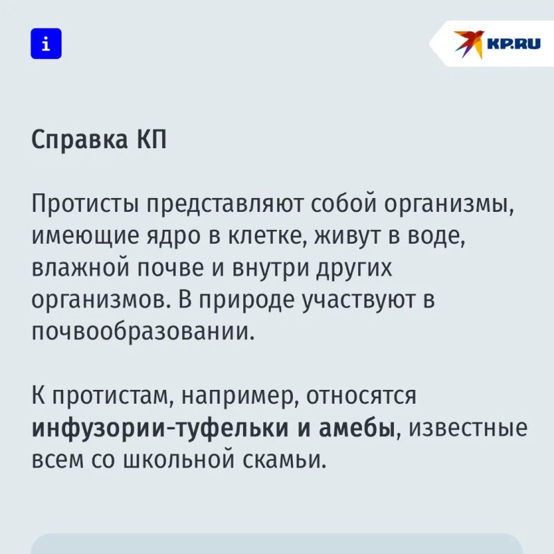 Российский студент обнаружил в цветочном горшке неизвестных науке существ - "тайных Квазимод" Российский студент обнаружил в цветочном горшке неизвестных науке существ - "тайных Квазимод"