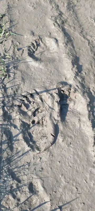 В Тобольске опять замечают следы медведей: местные переживают за своих детей — в Соколовке хищников видели у детской площадки