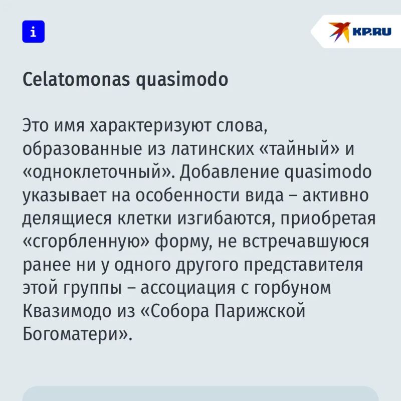 Российский студент обнаружил в цветочном горшке неизвестных науке существ - "тайных Квазимод" Российский студент обнаружил в цветочном горшке неизвестных науке существ - "тайных Квазимод"