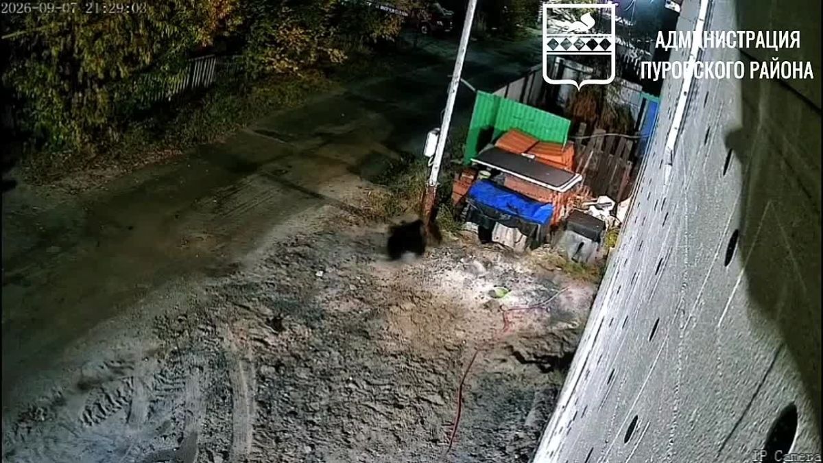 Медвежонок отбился от матери и напал на собак в ЯНАО