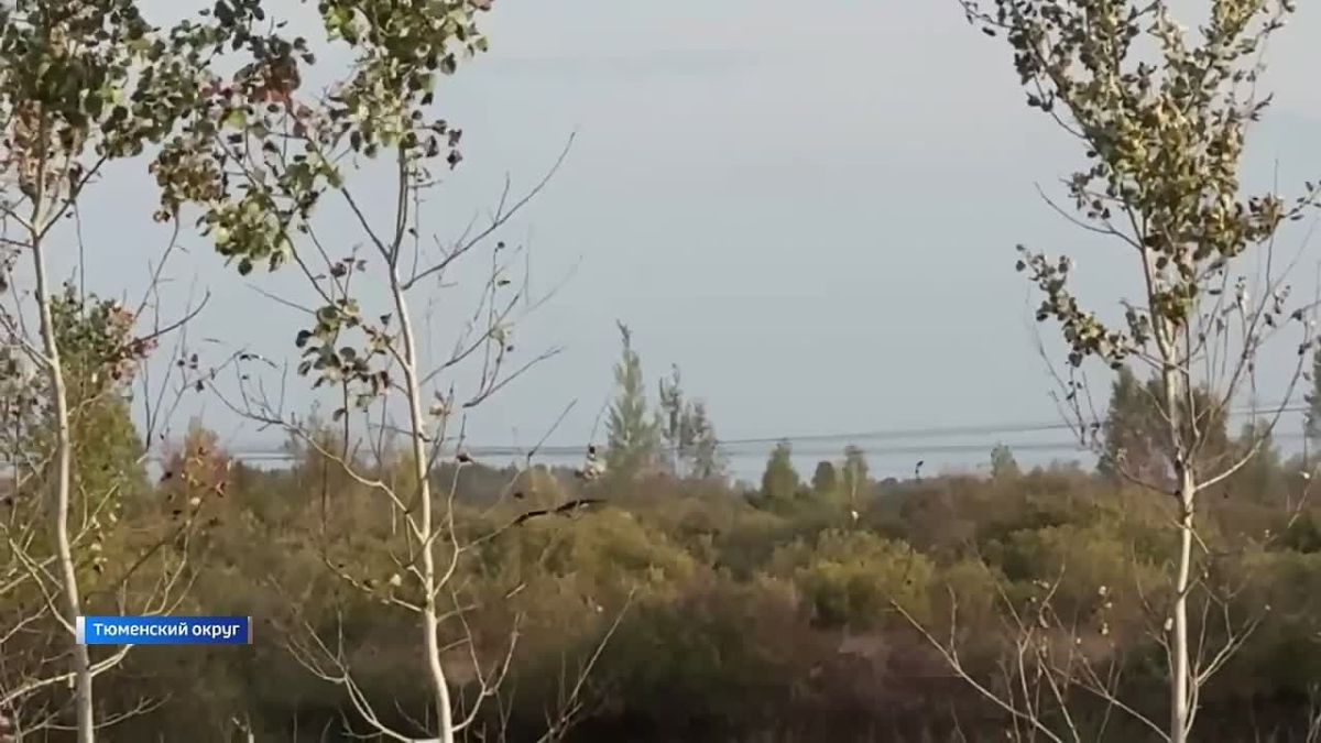 В Тюменском округе были замечены цапли