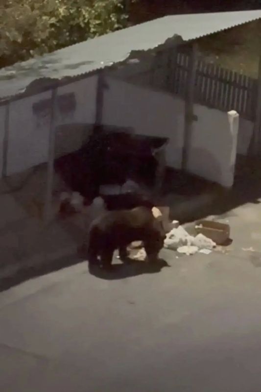В ХМАО медведь буквально вгоняет в ужас жителей Нягани В ХМАО медведь буквально вгоняет в ужас жителей Нягани
