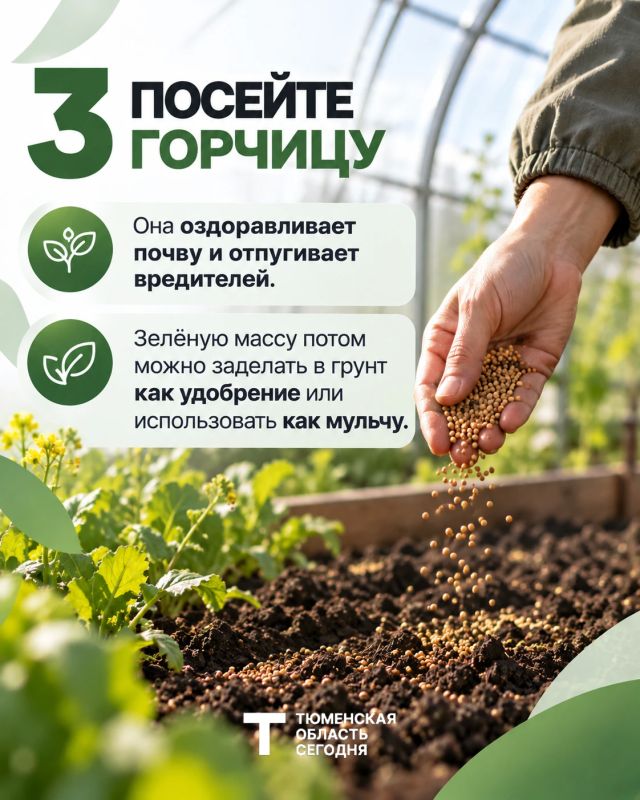 4 шага, чтобы подготовить теплицу к новому сезону 4 шага, чтобы подготовить теплицу к новому сезону