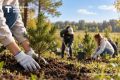 Тюменцев приглашают высадить 60 тысяч сосен