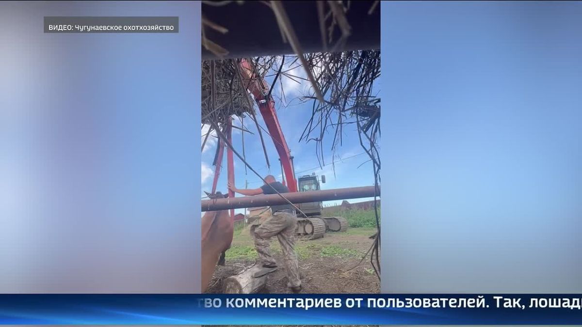 Зайка переела. В Чугунаевском охотхозяйстве развернулась настоящая спасательная операция