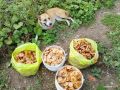 Грибной сезон в Тюменской области в самом разгаре: тюменцы возвращаются из леса с полными корзинами