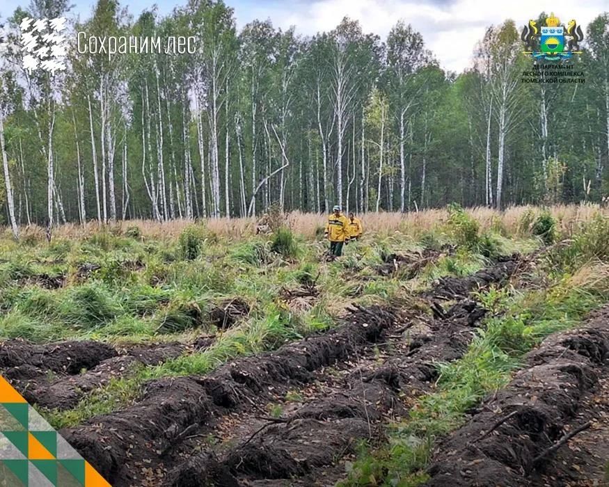 60 тысяч сосен высадят в Тюменском районе