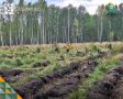 60 тысяч сосен высадят в Тюменском районе