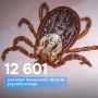 Клещи продолжают нападать на жителей Тюменской области