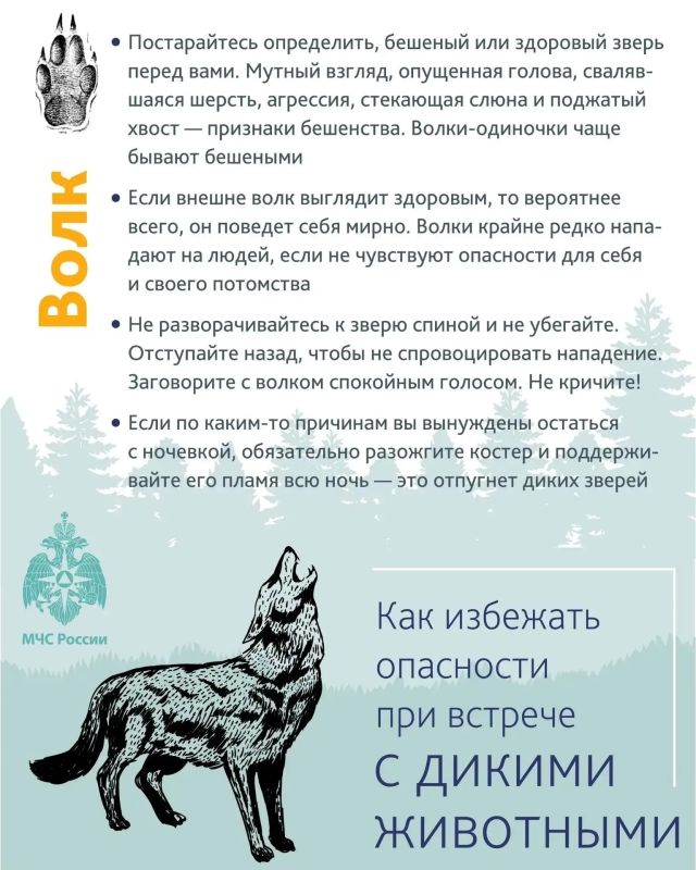 Уважаемые тоболяки! В последнее время в социальных сетях регулярно появляется информация о том, что в городе или его окрестностях замечены следы медведя или сами животные Уважаемые тоболяки! В последнее время в социальных сетях регулярно появляется информация о том, что в городе или его окрестностях замечены следы медведя или сами животные