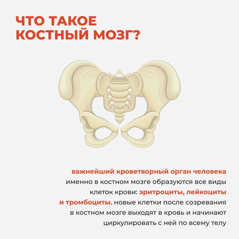 Что такое костный мозг и как происходит донорство костного мозга и стволовых кроветворных клеток — всё карточках