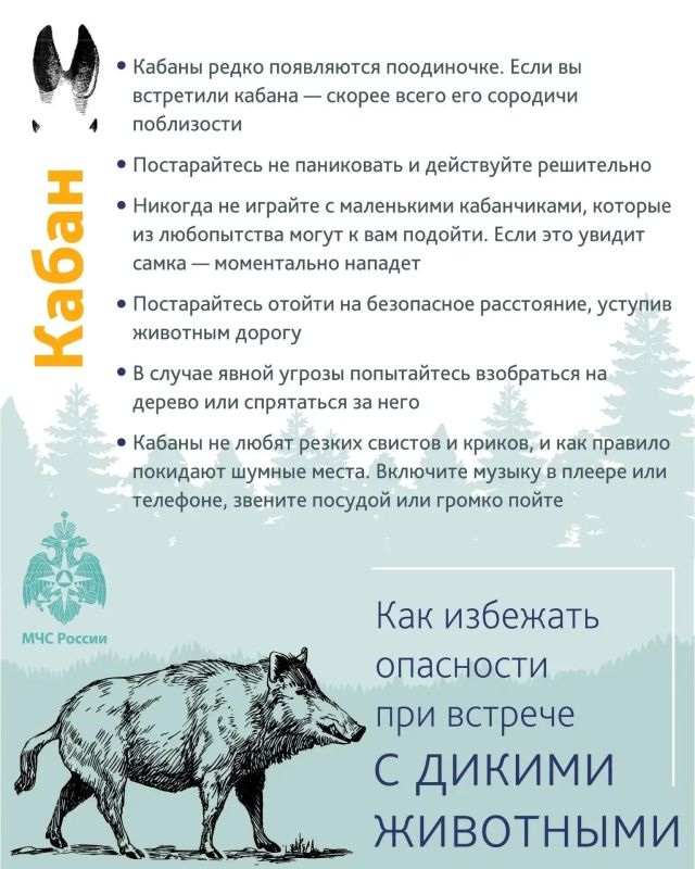 Уважаемые тоболяки! В последнее время в социальных сетях регулярно появляется информация о том, что в городе или его окрестностях замечены следы медведя или сами животные Уважаемые тоболяки! В последнее время в социальных сетях регулярно появляется информация о том, что в городе или его окрестностях замечены следы медведя или сами животные
