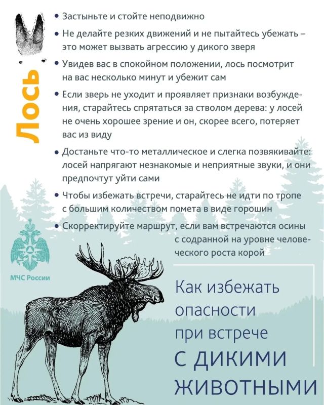 Уважаемые тоболяки! В последнее время в социальных сетях регулярно появляется информация о том, что в городе или его окрестностях замечены следы медведя или сами животные Уважаемые тоболяки! В последнее время в социальных сетях регулярно появляется информация о том, что в городе или его окрестностях замечены следы медведя или сами животные