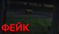 Мишки в Тобольске пробрались во двор к мусорным бакам: все бы ничего, только мэрия опровергла фото — это фейк!