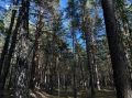 В Тюменской области разрешили отстрел медведей на 16 территориях