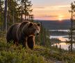 В Тюменской области планируют отстрелить 49 медведей