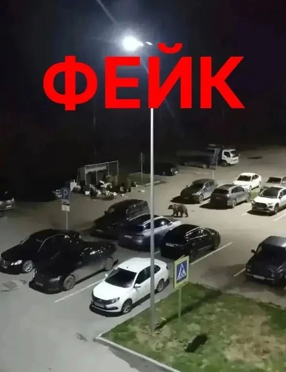 Сообщения о медведях в Тобольске оказались фейком Сообщения о медведях в Тобольске оказались фейком