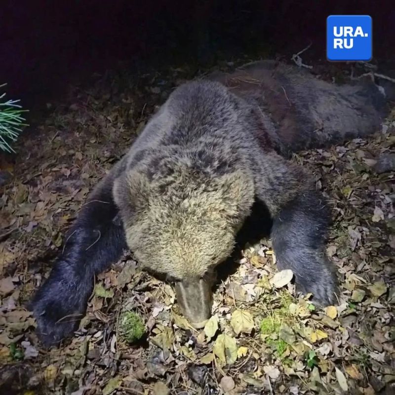 На Урале массово отстреливают медведей