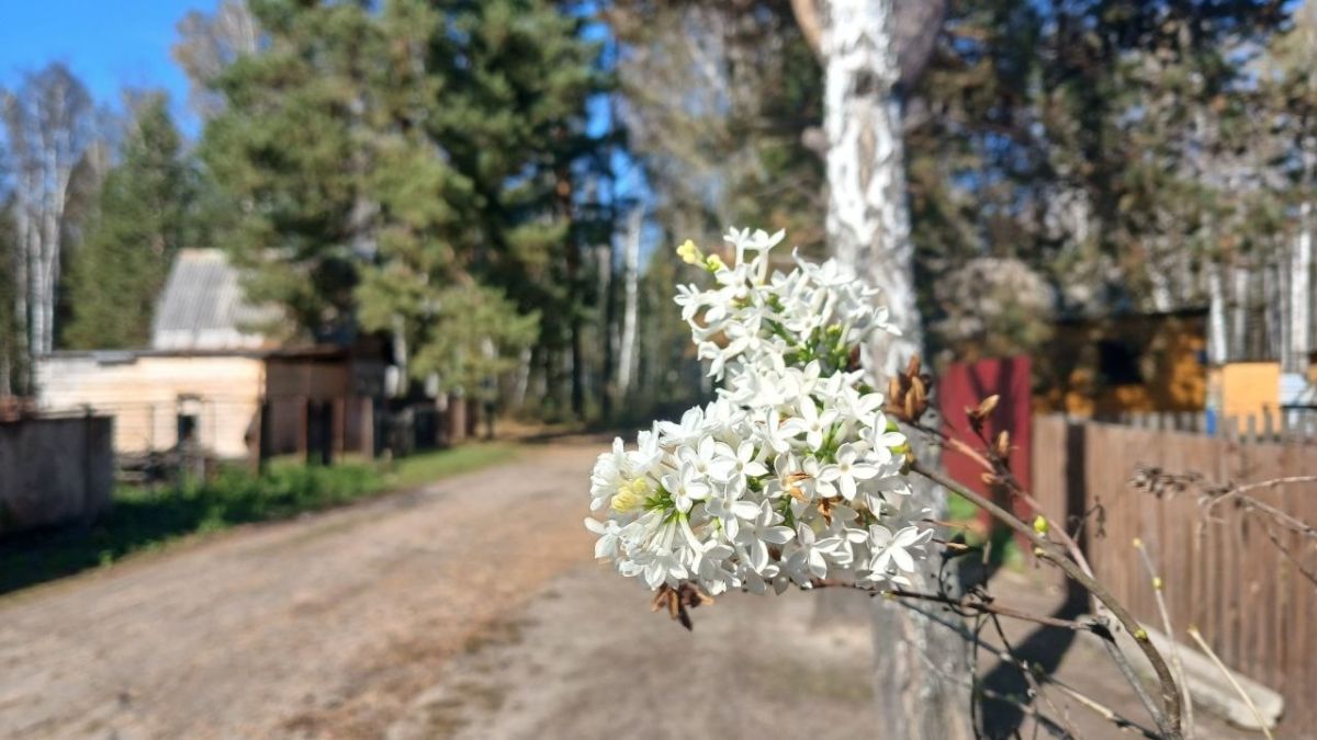 В Тюмени в конце сентября распустилась сирень