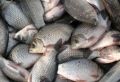 Погибшую в Туре и Тоболе рыбу планируют восполнить с весны 2027 года