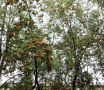 Сентябрь подкинул стереокартинку