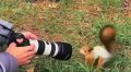 Белка едва не захватила камеру у фотографа в большой Тюменской области