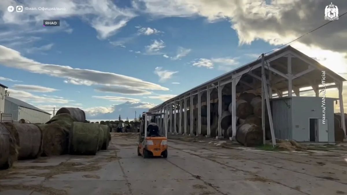 На Приуральскую ферму на Ямале привезли породистых бурёнок На Приуральскую ферму на Ямале привезли породистых бурёнок