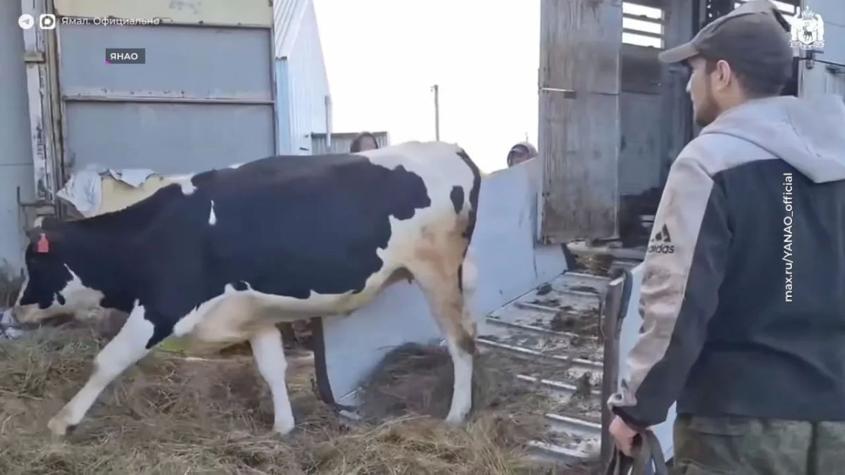 На Приуральскую ферму на Ямале привезли породистых бурёнок На Приуральскую ферму на Ямале привезли породистых бурёнок