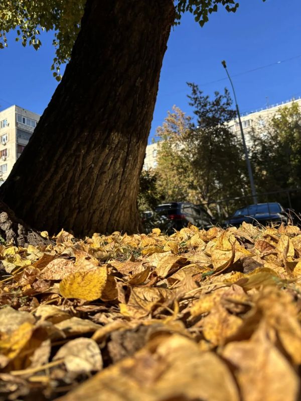 Пошуршали листвой Пошуршали листвой