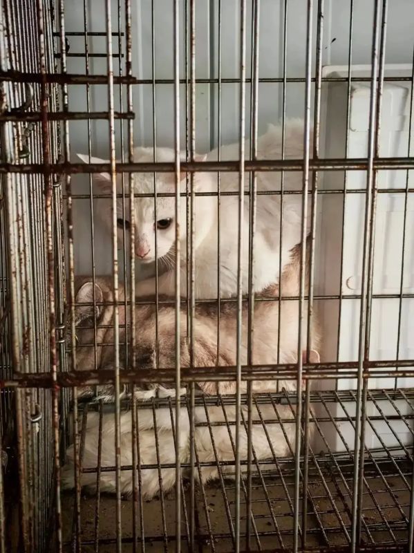 13 котов в мешках: на Ямале волонтёры спасли животных после четырёх часов в жутких условиях 13 котов в мешках: на Ямале волонтёры спасли животных после четырёх часов в жутких условиях
