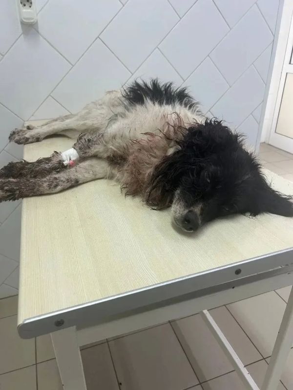 В Тюмени ищут живодера, замучившего собаку по кличке Эльф до смерти В Тюмени ищут живодера, замучившего собаку по кличке Эльф до смерти