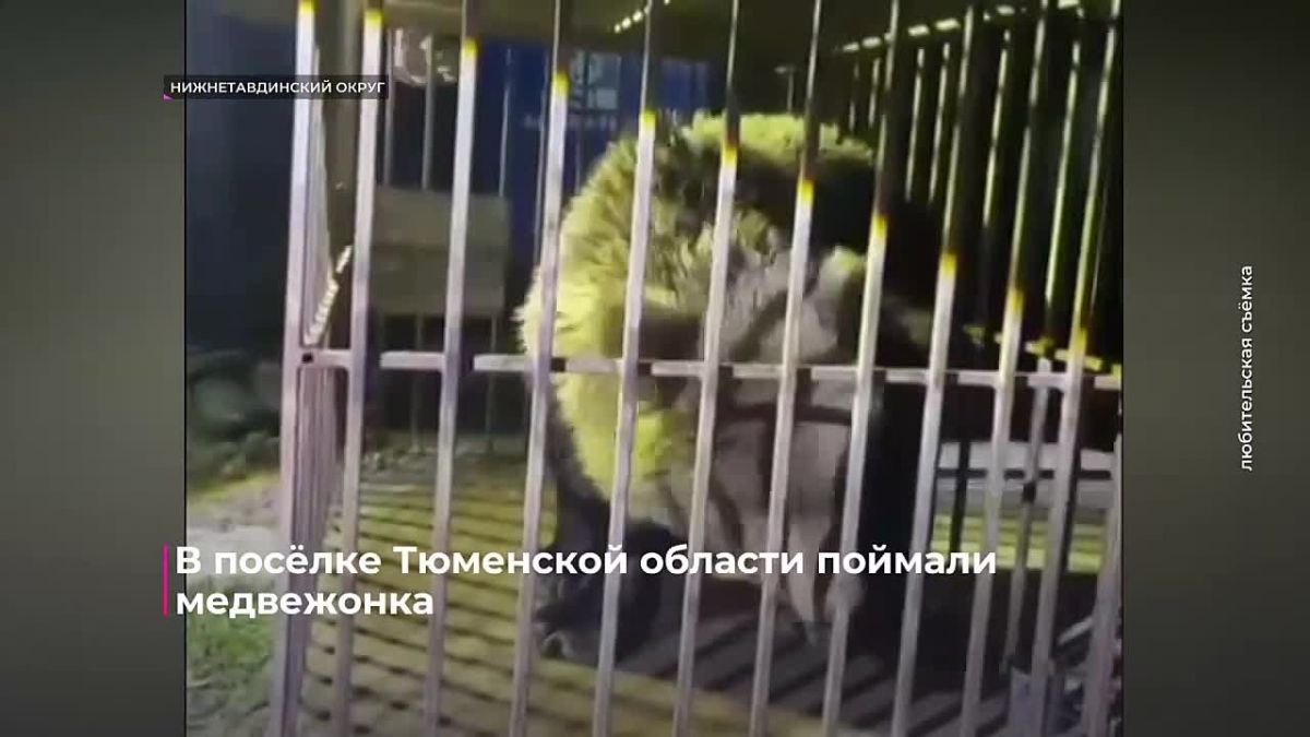 В Нижнетавдинском округе поймали медвежонка