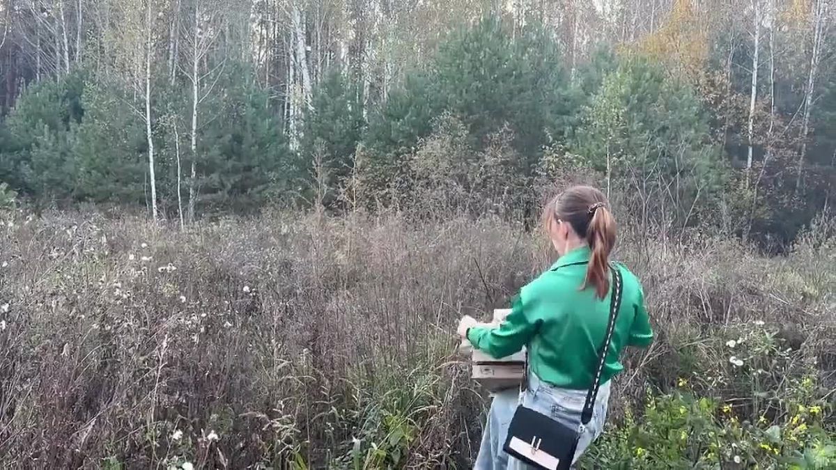 Длиннохвостую неясыть после реабилитации выпустили в лес
