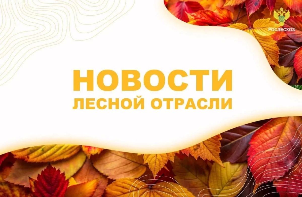 Аргументы и факты: В Калининградской области высадили 45 тысяч елей к осени 2026
